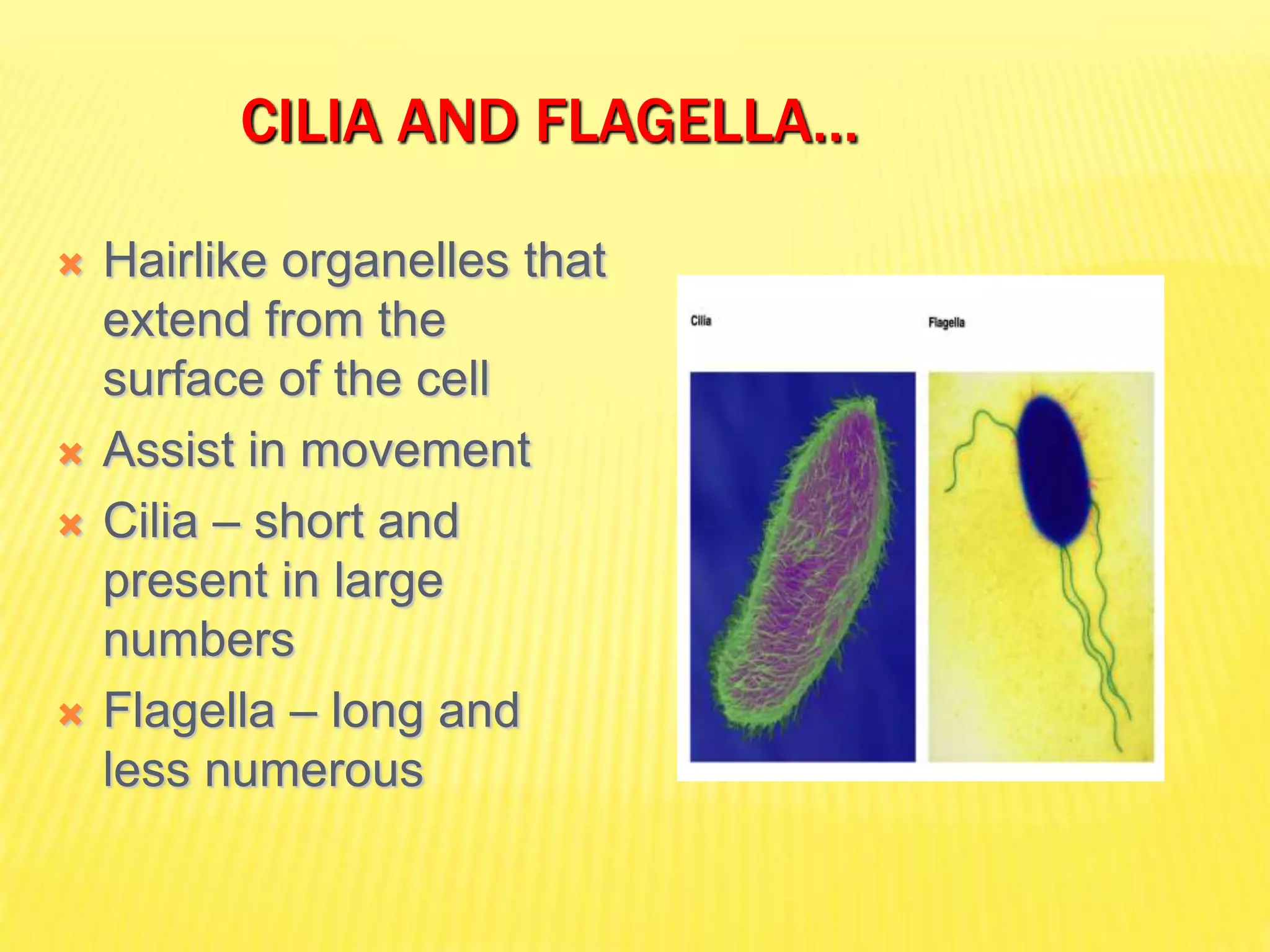 CILIA AND FLAGELLA…
 Hairlike organelles that
extend from the
surface of the cell
 Assist in movement
 Cilia – short and
present in large
numbers
 Flagella – long and
less numerous
 