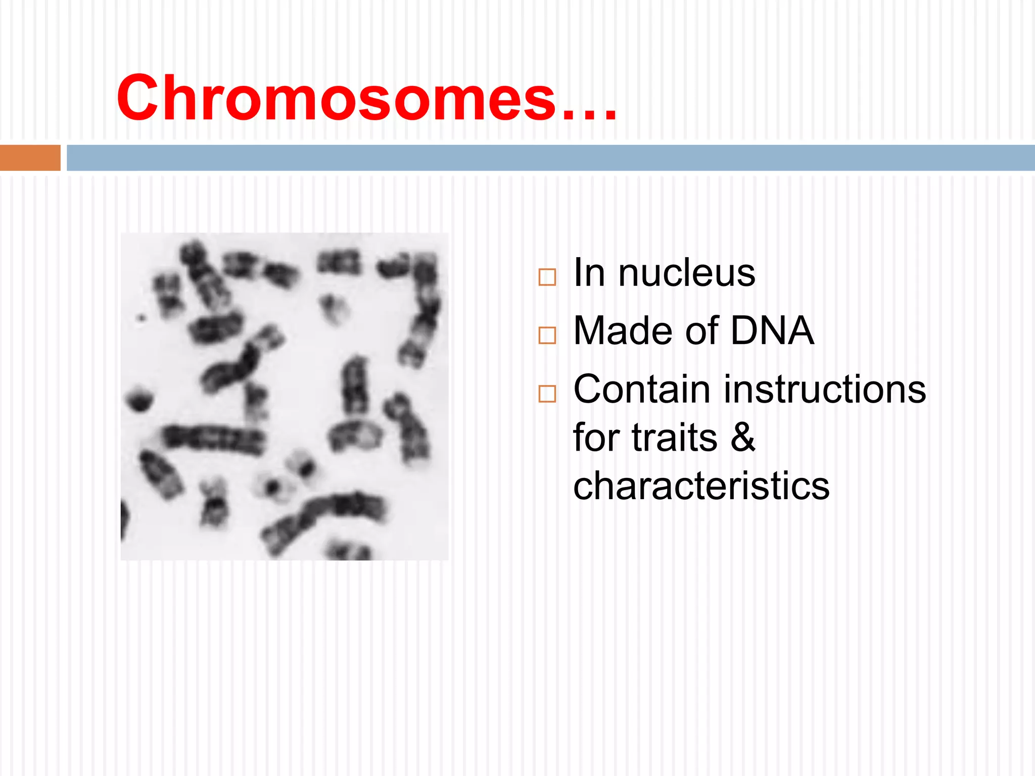 Chromosomes…
 In nucleus
 Made of DNA
 Contain instructions
for traits &
characteristics
 