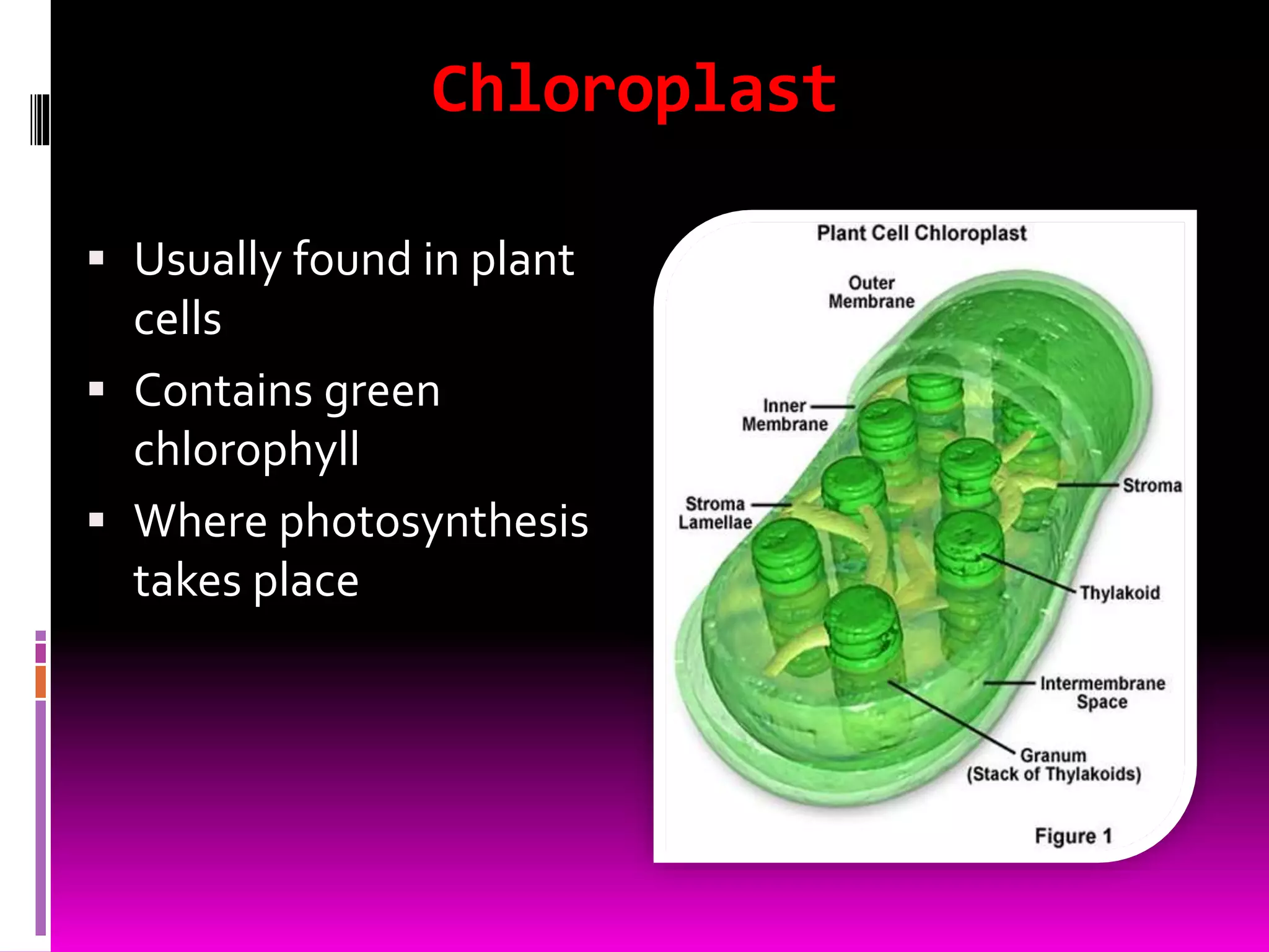 Chloroplast
 Usually found in plant
cells
 Contains green
chlorophyll
 Where photosynthesis
takes place
 