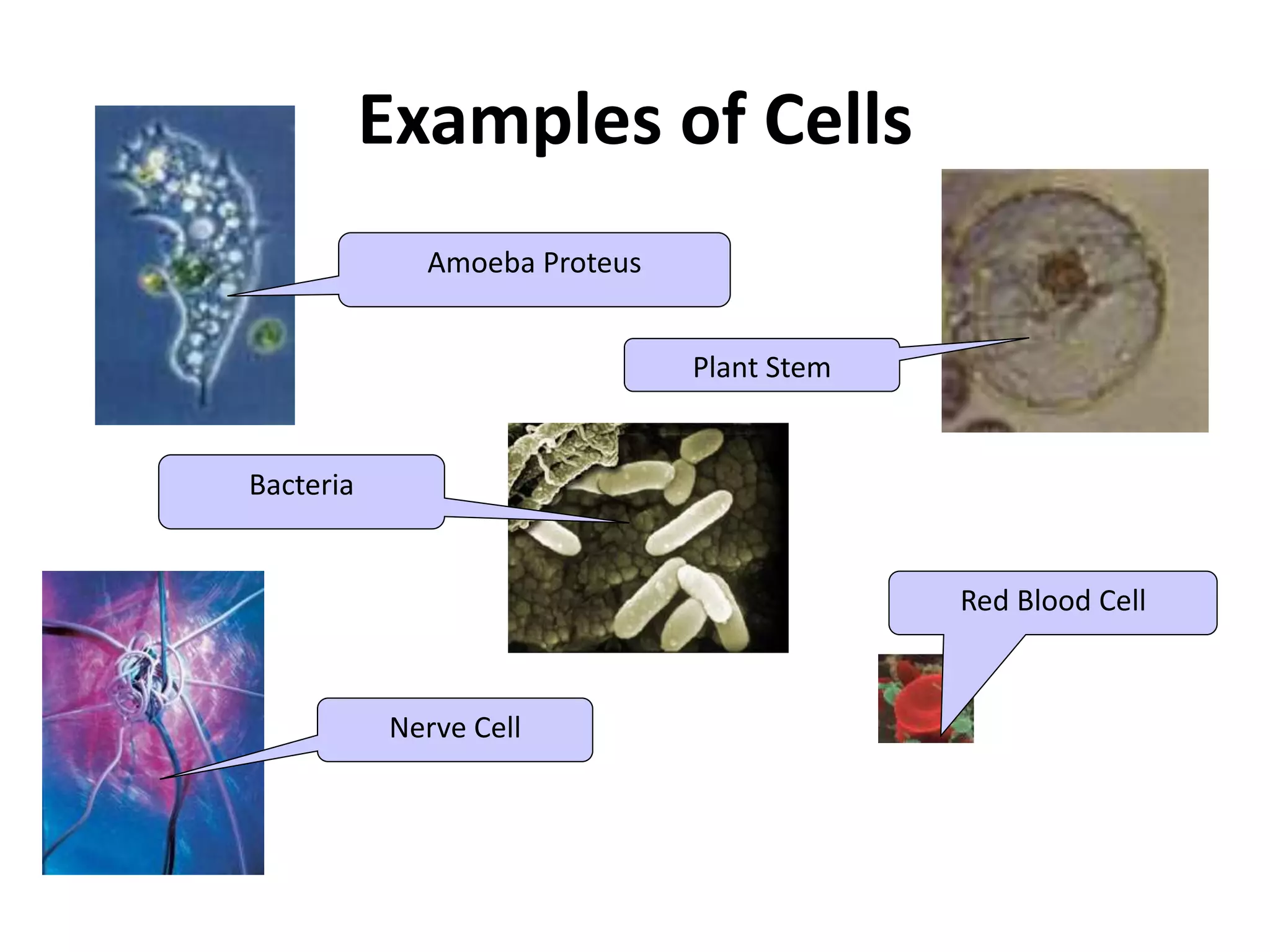 Examples of Cells
Amoeba Proteus
Plant Stem
Red Blood Cell
Nerve Cell
Bacteria
 