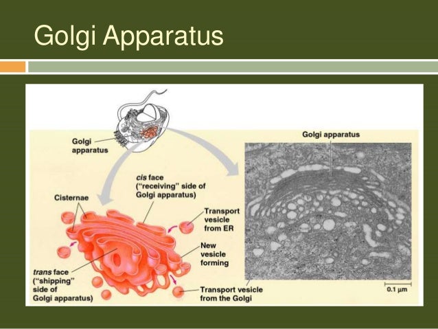 What Stores Water And Food Particles For The Cell What Stores Water And Food Particles For The Cell