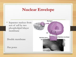 10 
Nuclear Envelope 
• Separates nucleus from 
rest of cell by two 
phospholipid bilayer 
membrane 
Double membrane 
Has pores 
 