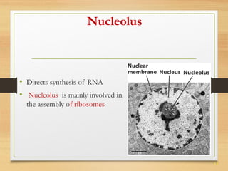 11 
Nucleolus 
• Directs synthesis of RNA 
• Nucleolus is mainly involved in 
the assembly of ribosomes 
 