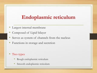 12 
Endoplasmic reticulum 
• Largest internal membrane 
• Composed of Lipid bilayer 
• Serves as system of channels from the nucleus 
• Functions in storage and secretion 
• Two types 
• Rough endoplasmic reticulum 
• Smooth endoplasmic reticulum 
 