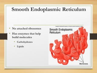 14 
Smooth Endoplasmic Reticulum 
• No attached ribosomes 
• Has enzymes that help 
build molecules 
• Carbohydrates 
• Lipids 
 