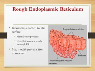 15 
Rough Endoplasmic Reticulum 
• Ribosomes attached to the 
surface 
• Manufacture protiens 
• Not all ribosomes attached 
to rough ER 
• May modify proteins from 
ribosomes 
 
