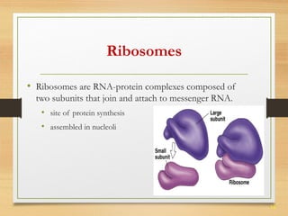 16 
Ribosomes 
• Ribosomes are RNA-protein complexes composed of 
two subunits that join and attach to messenger RNA. 
• site of protein synthesis 
• assembled in nucleoli 
 