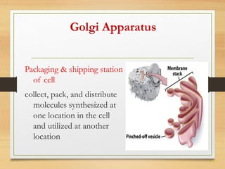 17 
Golgi Apparatus 
Packaging & shipping station 
of cell 
collect, pack, and distribute 
molecules synthesized at 
one location in the cell 
and utilized at another 
location 
 