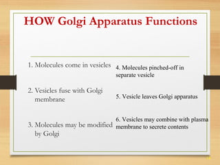 18 
HOW Golgi Apparatus Functions 
1. Molecules come in vesicles 
2. Vesicles fuse with Golgi 
membrane 
3. Molecules may be modified 
by Golgi 
4. Molecules pinched-off in 
separate vesicle 
5. Vesicle leaves Golgi apparatus 
6. Vesicles may combine with plasma 
membrane to secrete contents 
 