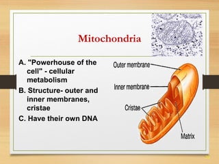 20 
Mitochondria 
A. "Powerhouse of the 
cell" - cellular 
metabolism 
B. Structure- outer and 
inner membranes, 
cristae 
C. Have their own DNA 
 