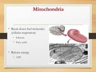 21 
Mitochondria 
• Break down fuel molecules 
(cellular respiration) 
• Glucose 
• Fatty acids 
• Release energy 
• ATP 
 