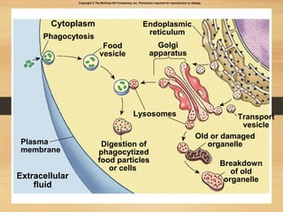 23 
Cytoplasm 
Phagocytosis 
Food 
vesicle 
Endoplasmic 
reticulum 
Golgi 
apparatus 
Lysosomes 
Plasma 
membrane 
Digestion of 
phagocytized 
food particles 
or cells 
Transport 
vesicle 
Old or damaged 
organelle 
Breakdown 
of old 
Extracellular organelle 
fluid 
Copyright © The McGraw-Hill Companies, Inc. Permission required for reproduction or display. 
 