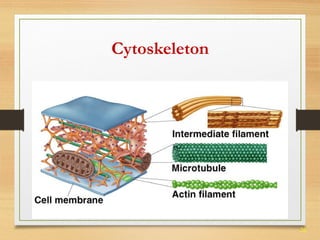 26 
Cytoskeleton 
 