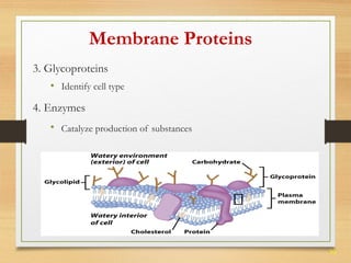 30 
Membrane Proteins 
3. Glycoproteins 
• Identify cell type 
4. Enzymes 
• Catalyze production of substances 
 
