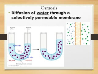 33 
Osmosis 
• Diffusion of water through a 
selectively permeable membrane 
 