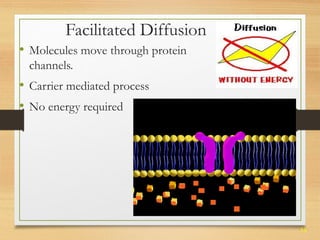 34 
Facilitated Diffusion 
• Molecules move through protein 
channels. 
• Carrier mediated process 
• No energy required 
 