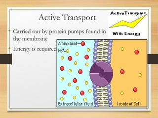 36 
Active Transport 
• Carried our by protein pumps found in 
the membrane 
• Energy is required 
 