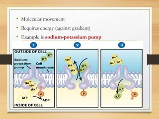 37 
• Molecular movAemcenttive Transport 
• Requires energy (against gradient) 
• Example is sodium-potassium pump 
 