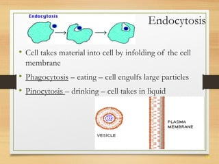 Endocytosis 
38 
• Cell takes material into cell by infolding of the cell 
membrane 
• Phagocytosis – eating – cell engulfs large particles 
• Pinocytosis – drinking – cell takes in liquid 
 