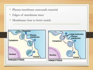 39 
• Plasma mPemrobrcanee ssusr rooufn dEs mnatderoialcytosis 
• Edges of membrane meet 
• Membranes fuse to form vesicle 
 