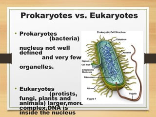 4 
Prokaryotes vs. Eukaryotes 
• Prokaryotes 
(bacteria) 
nucleus not well 
defined 
and very few 
organelles. 
• Eukaryotes 
(protists, 
fungi, plants and 
animals) larger,more 
complex,DNA is 
inside the nucleus 
 