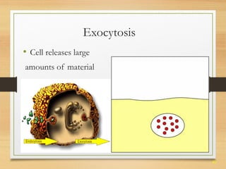 40 
Exocytosis 
• Cell releases large 
amounts of material 
 