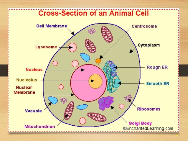 Cell structure | PPT | Biological Sciences | Science