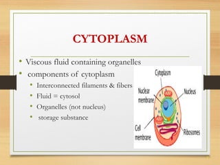 7 
CYTOPLASM 
• Viscous fluid containing organelles 
• components of cytoplasm 
• Interconnected filaments & fibers 
• Fluid = cytosol 
• Organelles (not nucleus) 
• storage substance 
 
