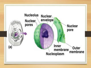 8 
Nucleus 
 