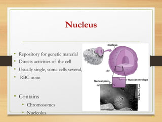 9 
Nucleus 
• Repository for genetic material 
• Directs activities of the cell 
• Usually single, some cells several, 
• RBC none 
• Contains 
• Chromosomes 
• Nucleolus 
 