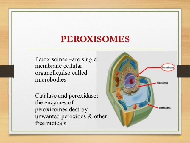 Cell structure