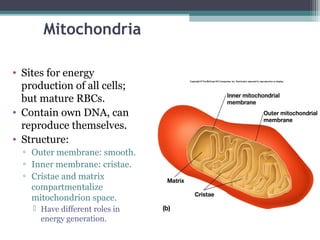 Mitochondria
• Sites for energy
production of all cells;
but mature RBCs.
• Contain own DNA, can
reproduce themselves.
• Structure:
▫ Outer membrane: smooth.
▫ Inner membrane: cristae.
▫ Cristae and matrix
compartmentalize
mitochondrion space.
 Have different roles in
energy generation.
 