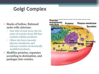 Golgi Complex
• Stacks of hollow, flattened
sacks with cisternae.
▫ One side of sack faces site for
entry of vesicles from ER that
contain cellular products.
▫ Other site faces towards
plasma membrane and
releases vesicles of chemically
modified products.
• Modifies proteins, separates
according to destination, and
packages into vesicles.
 