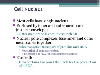 Cell Nucleus
Most cells have single nucleus.
Enclosed by inner and outer membrane
(nuclear envelope).
◦ Outer membrane is continuous with ER.
Nuclear pore complexes fuse inner and outer
membranes together.
◦ Selective active transport of proteins and RNA.
 Regulation of gene expression.
 Transport of mRNA out of nucleus to ribosomes.
Nucleoli:
◦ DNA contains the genes that code for the production
of mRNA.
 
