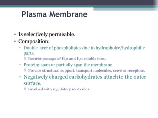 Plasma Membrane
• Is selectively permeable.
• Composition:
▫ Double layer of phospholipids due to hydrophobic/hydrophilic
parts.
 Restrict passage of H20 and H20 soluble ions.
▫ Proteins span or partially span the membrane.
 Provide structural support, transport molecules, serve as receptors.
▫ Negatively charged carbohydrates attach to the outer
surface.
 Involved with regulatory molecules.
 