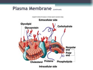 Plasma Membrane (continued)
 