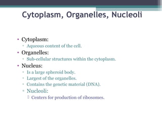 Cytoplasm, Organelles, Nucleoli
• Cytoplasm:
▫ Aqueous content of the cell.
• Organelles:
▫ Sub-cellular structures within the cytoplasm.
• Nucleus:
▫ Is a large spheroid body.
▫ Largest of the organelles.
▫ Contains the genetic material (DNA).
▫ Nucleoli:
 Centers for production of ribosomes.
 