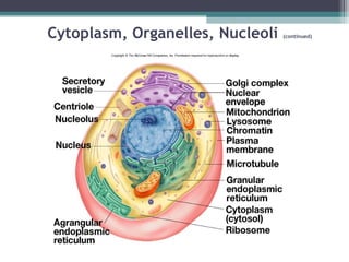 Cytoplasm, Organelles, Nucleoli (continued)
 