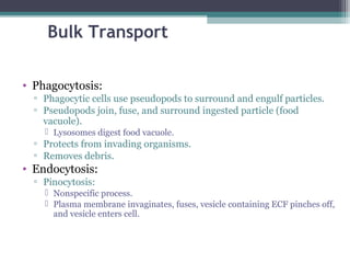 Bulk Transport
• Phagocytosis:
▫ Phagocytic cells use pseudopods to surround and engulf particles.
▫ Pseudopods join, fuse, and surround ingested particle (food
vacuole).
 Lysosomes digest food vacuole.
▫ Protects from invading organisms.
▫ Removes debris.
• Endocytosis:
▫ Pinocytosis:
 Nonspecific process.
 Plasma membrane invaginates, fuses, vesicle containing ECF pinches off,
and vesicle enters cell.
 