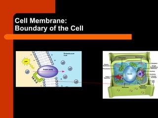 Cell structure | PPT