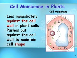 General Introduction of Plant Cell & its Organelles by Salman Saeed ...