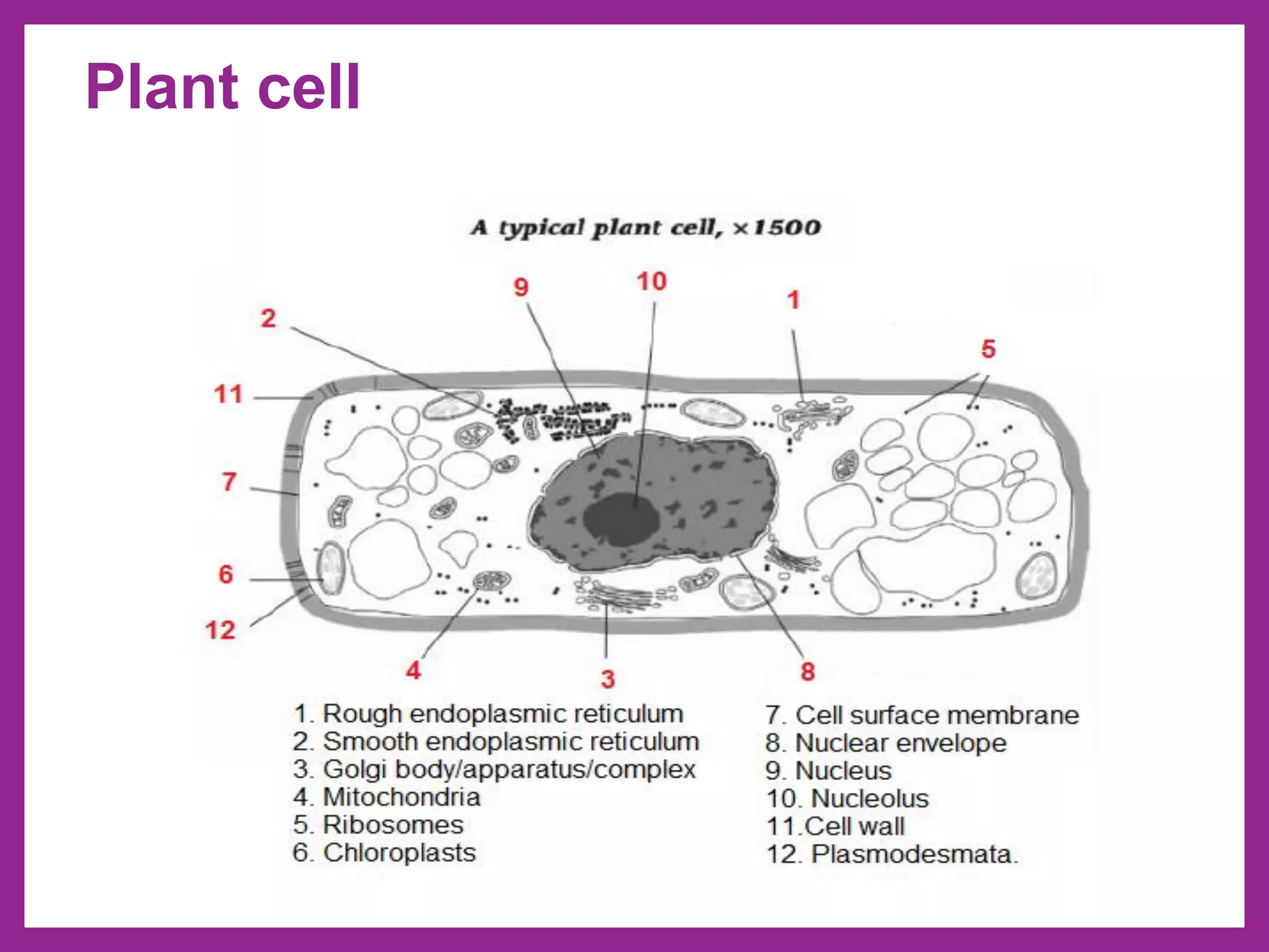 Plant cell
 