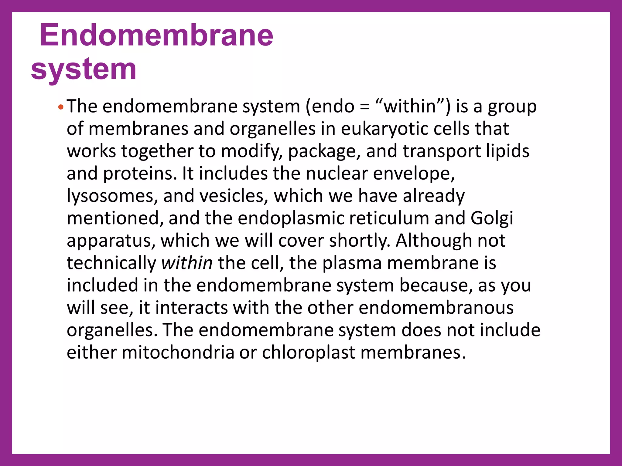 •The endomembrane system (endo = “within”) is a group
of membranes and organelles in eukaryotic cells that
works together to modify, package, and transport lipids
and proteins. It includes the nuclear envelope,
lysosomes, and vesicles, which we have already
mentioned, and the endoplasmic reticulum and Golgi
apparatus, which we will cover shortly. Although not
technically within the cell, the plasma membrane is
included in the endomembrane system because, as you
will see, it interacts with the other endomembranous
organelles. The endomembrane system does not include
either mitochondria or chloroplast membranes.
Endomembrane
system
 