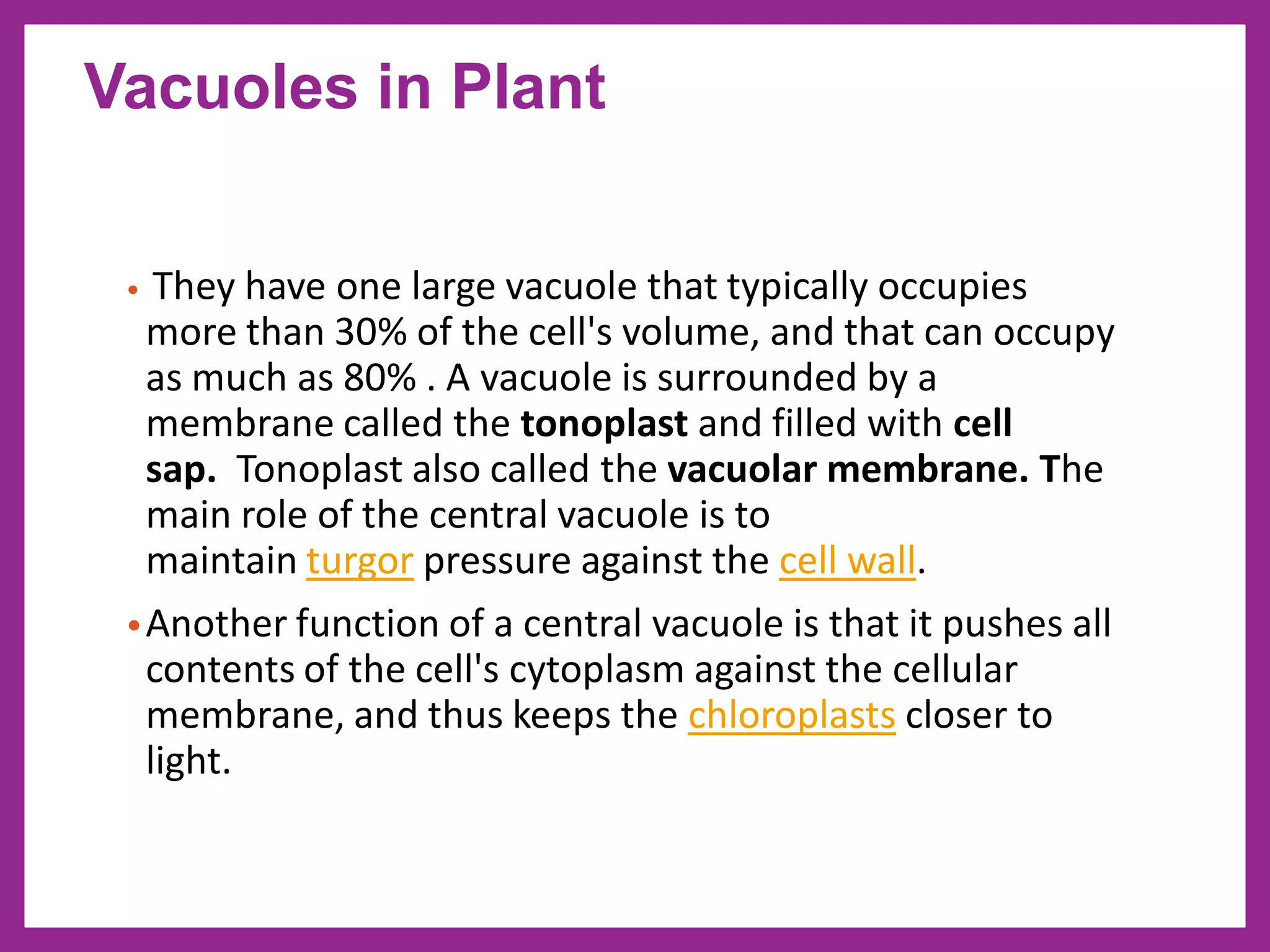 • They have one large vacuole that typically occupies
more than 30% of the cell's volume, and that can occupy
as much as 80% . A vacuole is surrounded by a
membrane called the tonoplast and filled with cell
sap. Tonoplast also called the vacuolar membrane. The
main role of the central vacuole is to
maintain turgor pressure against the cell wall.
•Another function of a central vacuole is that it pushes all
contents of the cell's cytoplasm against the cellular
membrane, and thus keeps the chloroplasts closer to
light.
Vacuoles in Plant
 