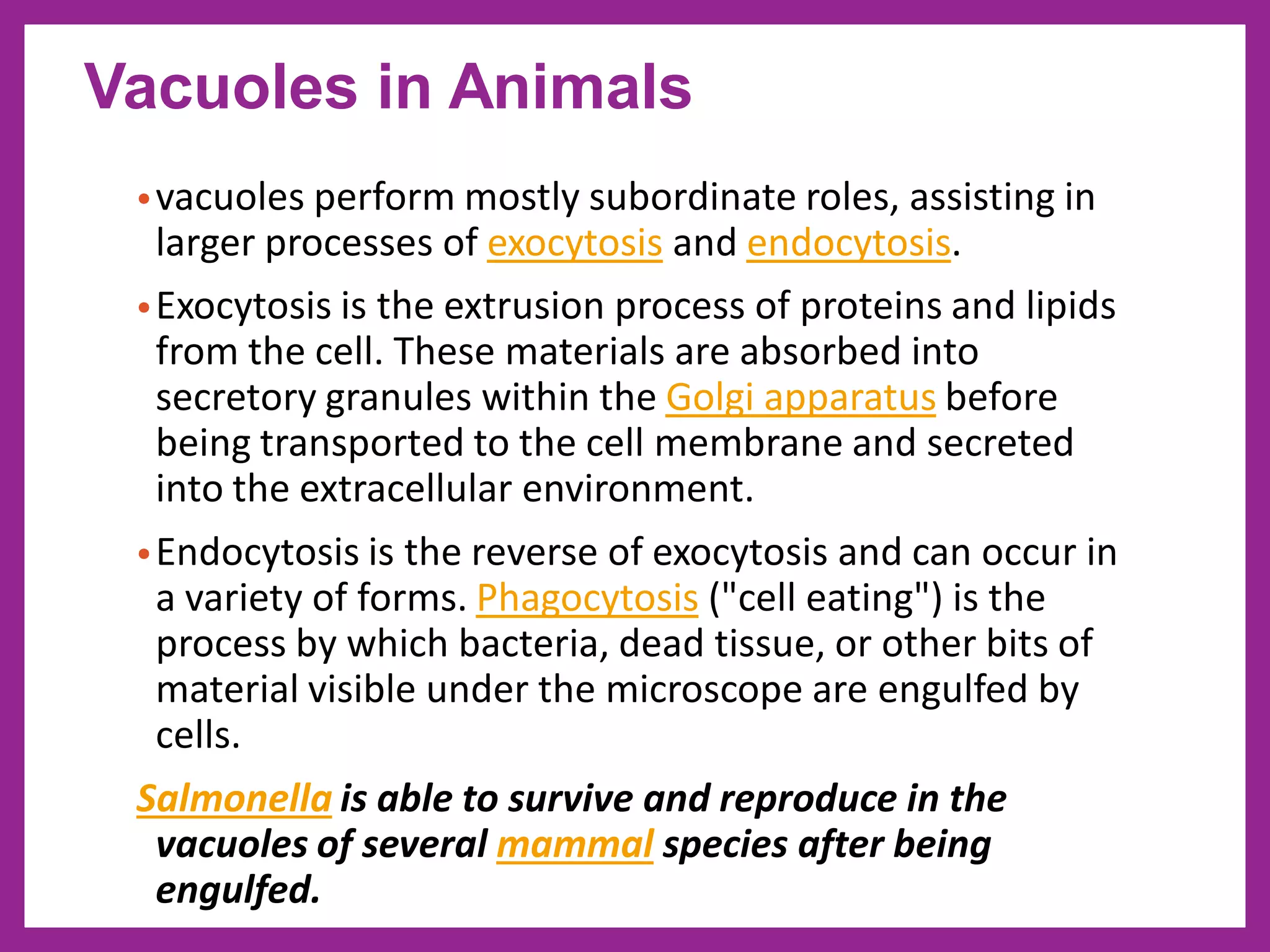 •vacuoles perform mostly subordinate roles, assisting in
larger processes of exocytosis and endocytosis.
•Exocytosis is the extrusion process of proteins and lipids
from the cell. These materials are absorbed into
secretory granules within the Golgi apparatus before
being transported to the cell membrane and secreted
into the extracellular environment.
•Endocytosis is the reverse of exocytosis and can occur in
a variety of forms. Phagocytosis ("cell eating") is the
process by which bacteria, dead tissue, or other bits of
material visible under the microscope are engulfed by
cells.
Salmonella is able to survive and reproduce in the
vacuoles of several mammal species after being
engulfed.
Vacuoles in Animals
 