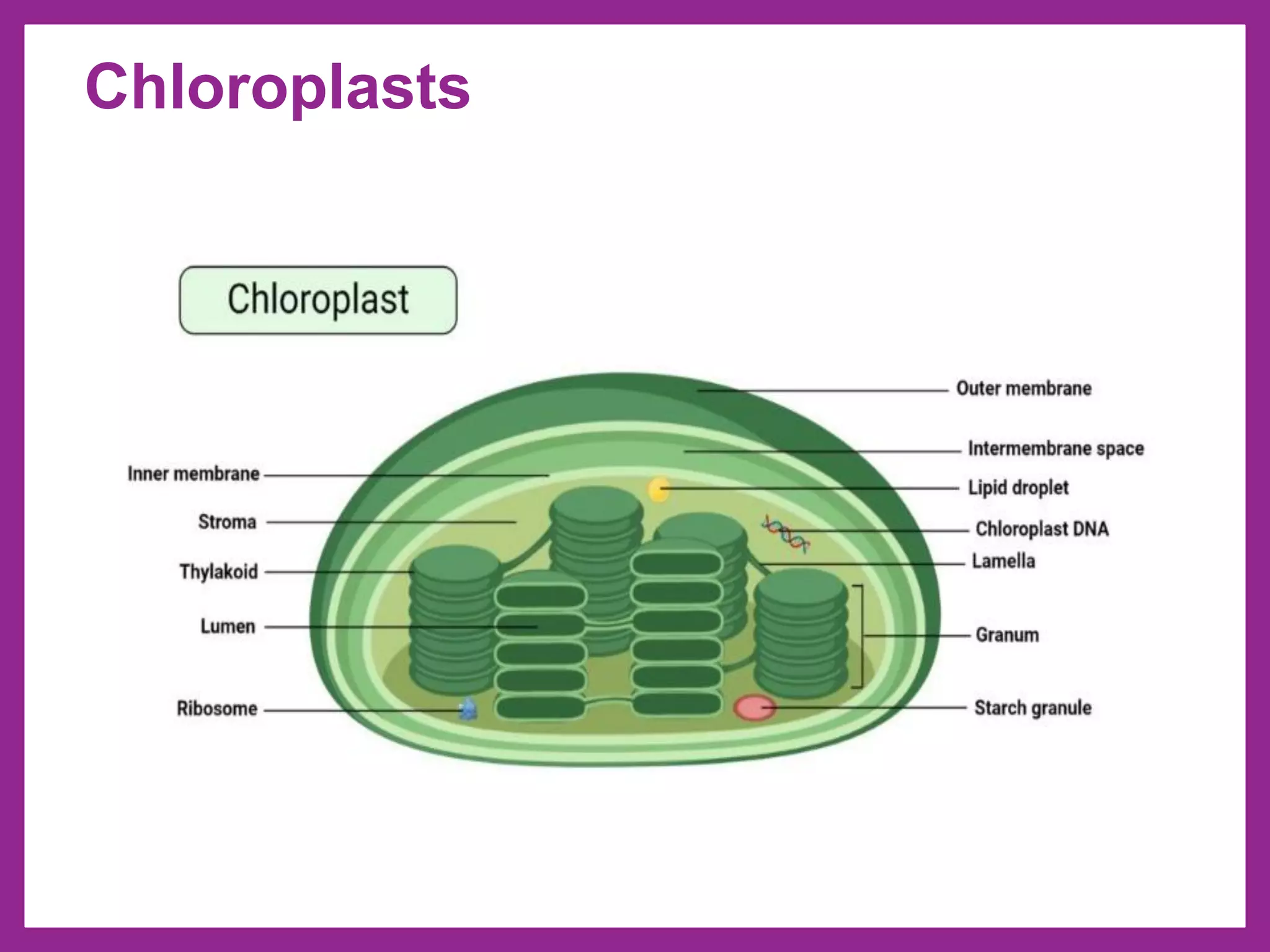 Chloroplasts
 