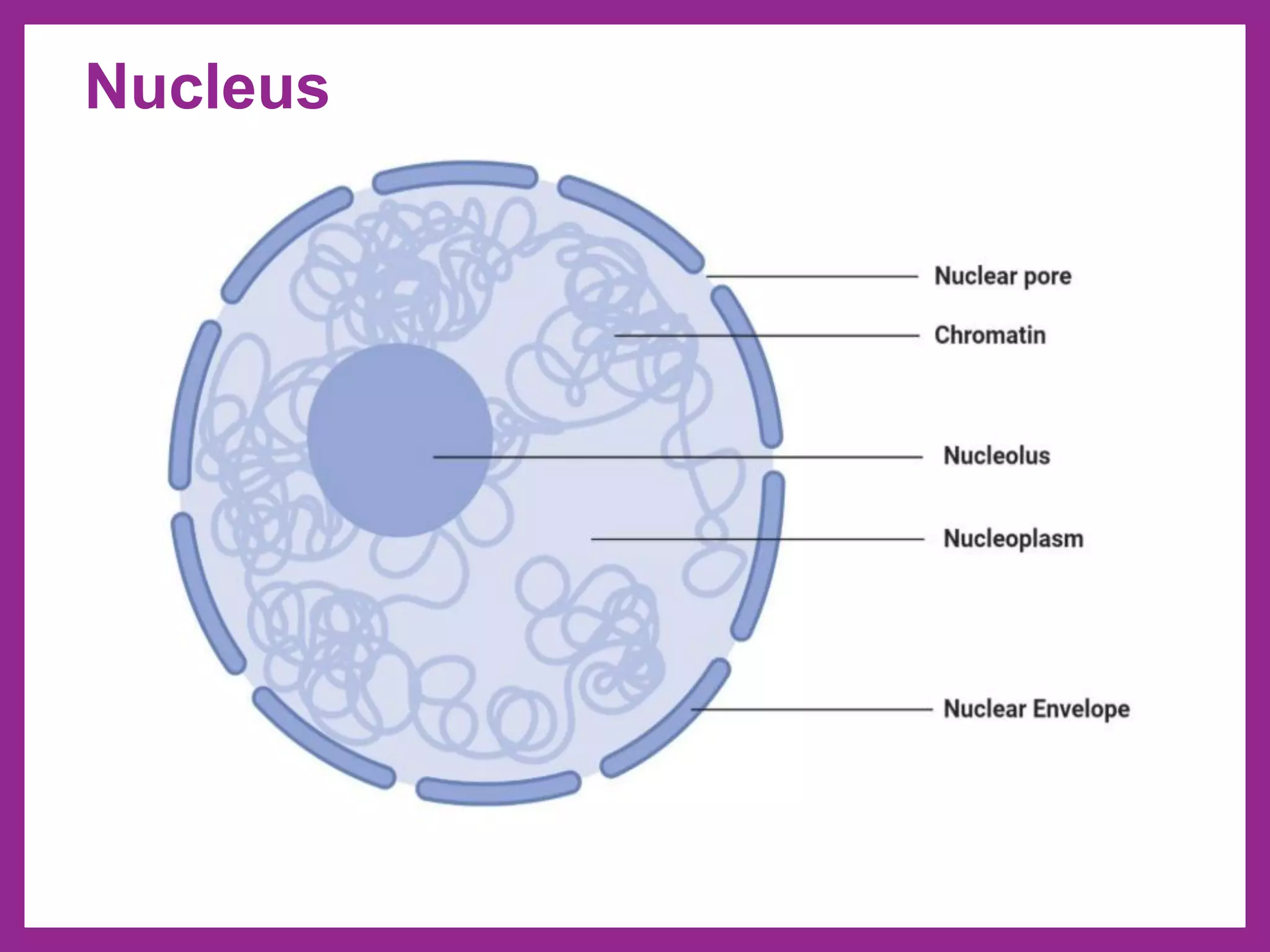 Nucleus
 