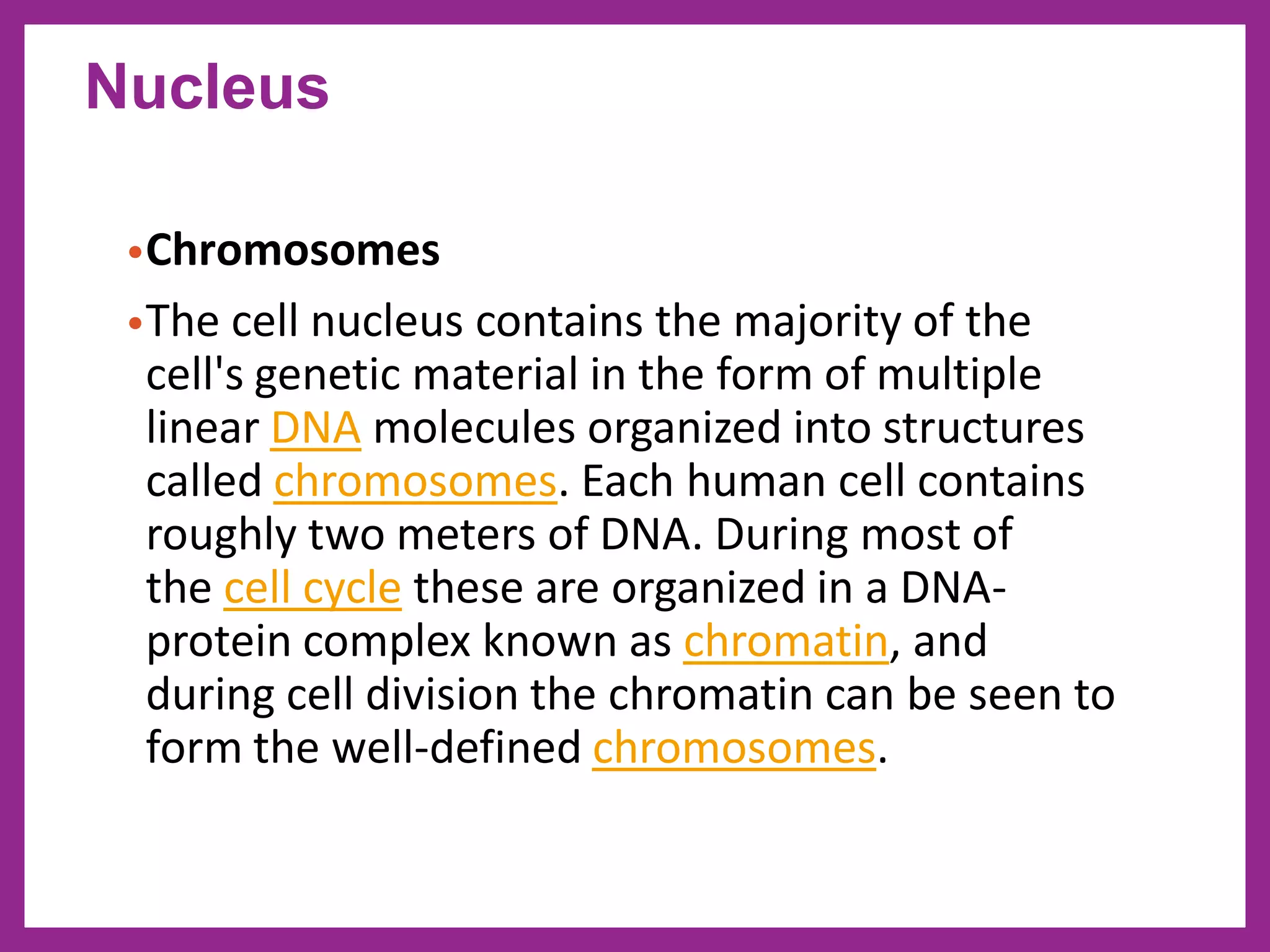 •Chromosomes
•The cell nucleus contains the majority of the
cell's genetic material in the form of multiple
linear DNA molecules organized into structures
called chromosomes. Each human cell contains
roughly two meters of DNA. During most of
the cell cycle these are organized in a DNA-
protein complex known as chromatin, and
during cell division the chromatin can be seen to
form the well-defined chromosomes.
Nucleus
 