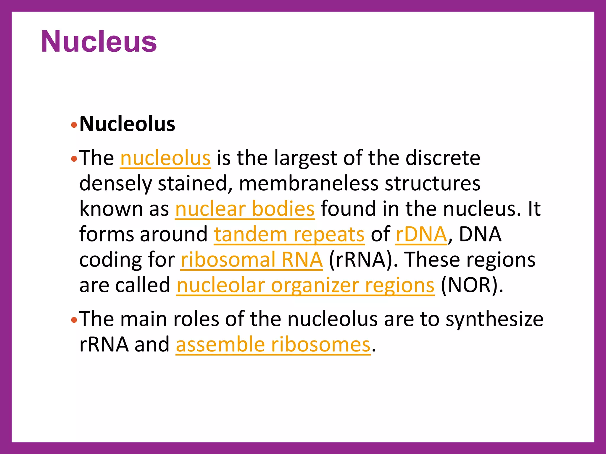 •Nucleolus
•The nucleolus is the largest of the discrete
densely stained, membraneless structures
known as nuclear bodies found in the nucleus. It
forms around tandem repeats of rDNA, DNA
coding for ribosomal RNA (rRNA). These regions
are called nucleolar organizer regions (NOR).
•The main roles of the nucleolus are to synthesize
rRNA and assemble ribosomes.
Nucleus
 