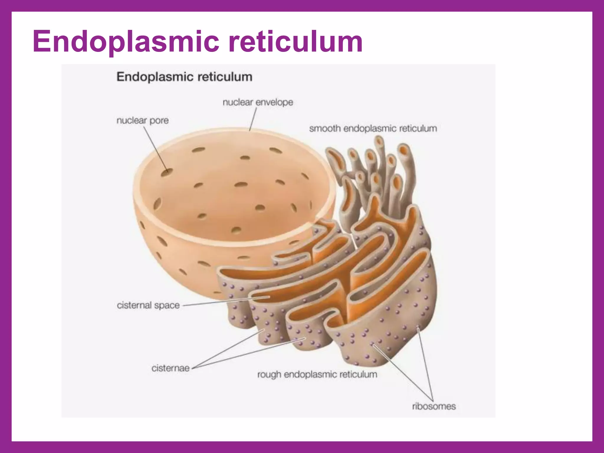 Endoplasmic reticulum
 
